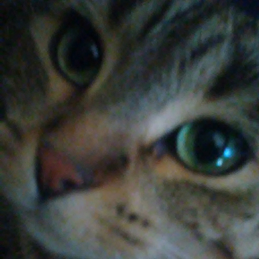 Meet your Posher, Teigan